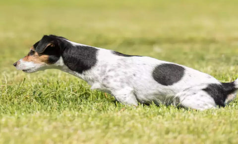 Dog pooping in the field