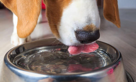 Beagle drinking water