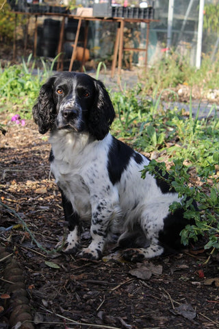 Jake the farm dog welcomes visitors to Oaktrack Smallholding 
