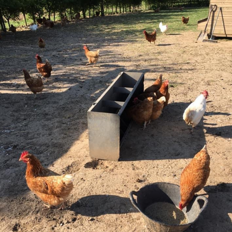 A flock of chickens roam freely around the Oaktrack farm