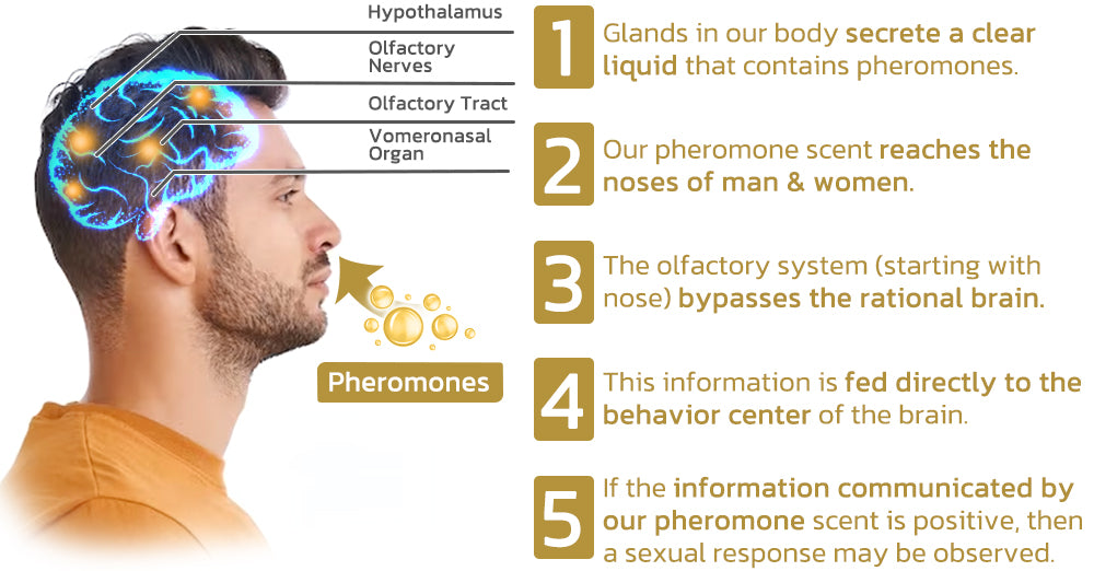 flysmus™ CABRELLE Paris Pheromone Perfume