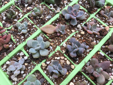 Succulent babies in their own pots/cells.