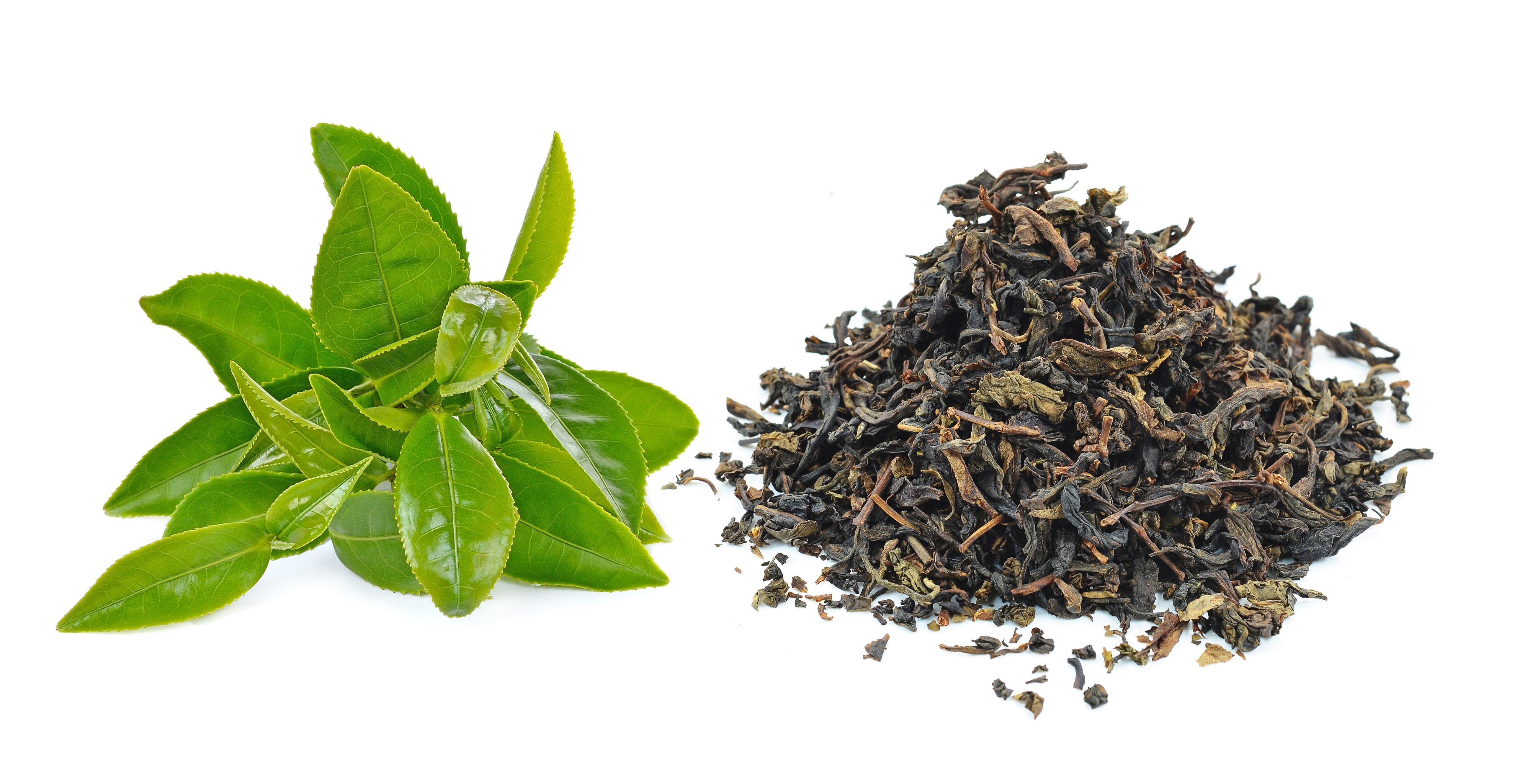 Tea Origin Green Tea