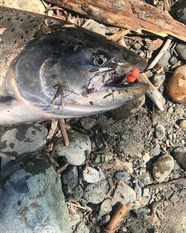 Chinook Salmon River Fishing