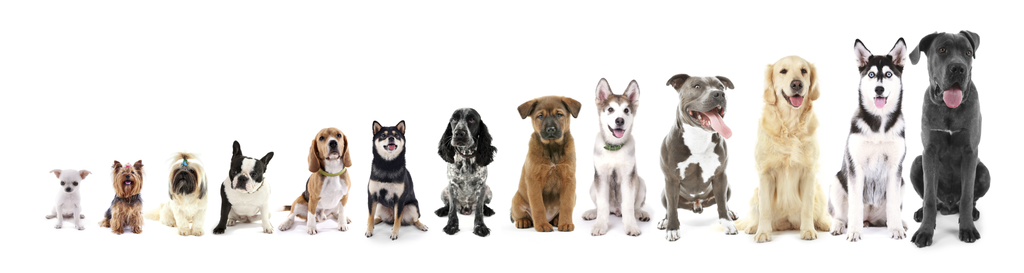 Different dog breeds in a row