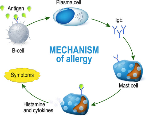 Diagram showing the mechanism of allergy
