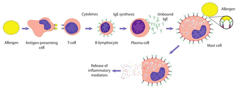 Diagram illustrating cytotoxic allergic reaction