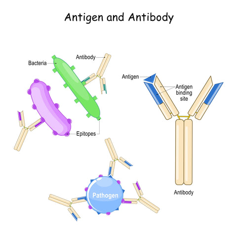 Diagram illustrating antigen and antibody