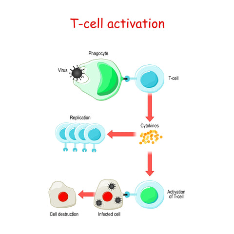 Diagram illustrating t-cell activation