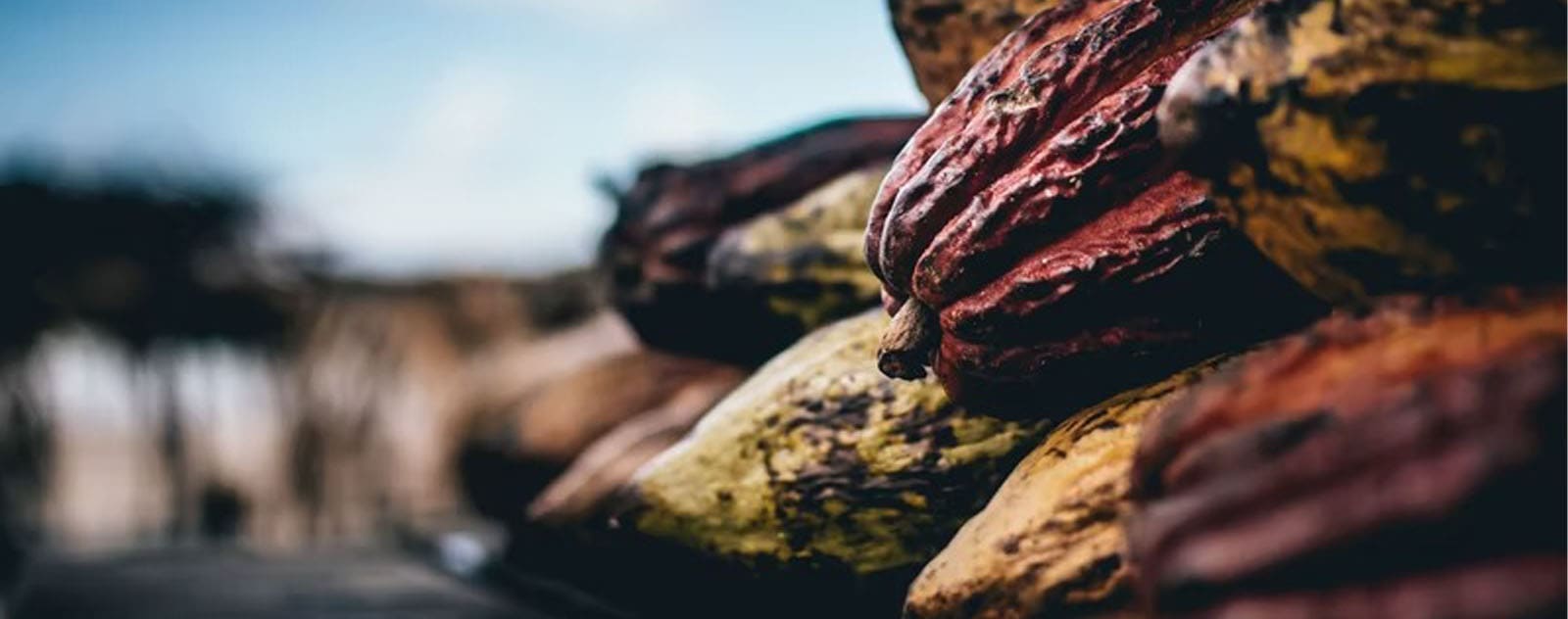 cabosse