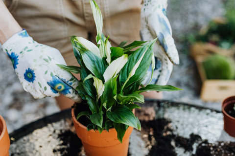 Repotting a peace lily