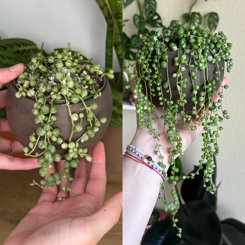 string of pearls before and after