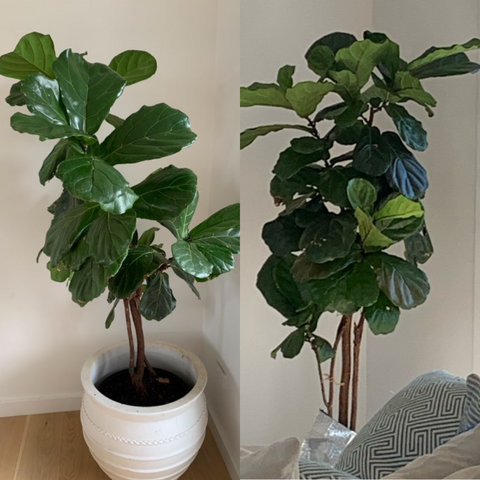 fiddle leaf fig before and after
