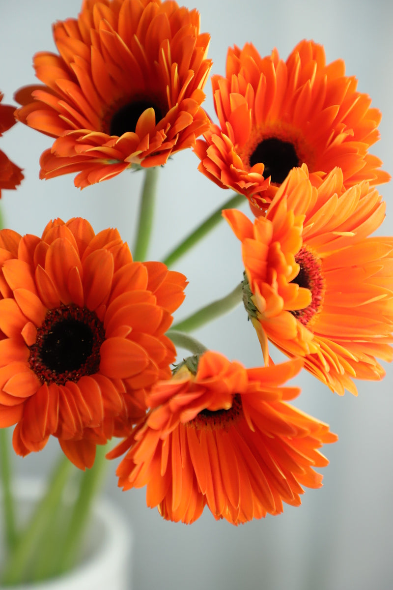 Gerbera Orange 10 stems – One Flower Studio