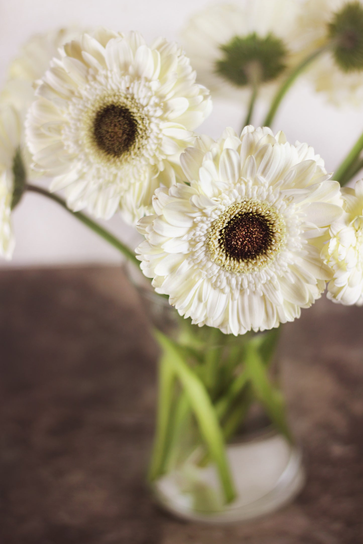 Gerbera White 10 stems – One Flower Studio