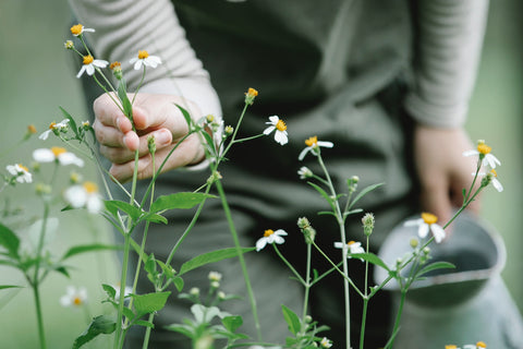 woman holding a watering can while touching yellow and white flowers