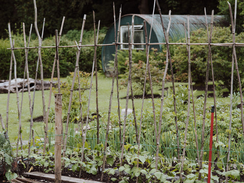 pea trellisses