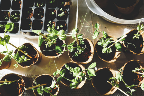 small pots of seedlings and seed trays