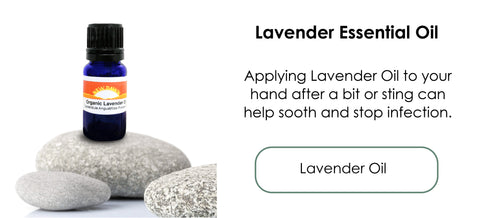 Lavender Essential Oil