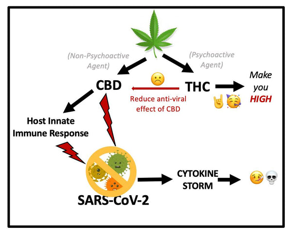 kanabidiol vs. thc