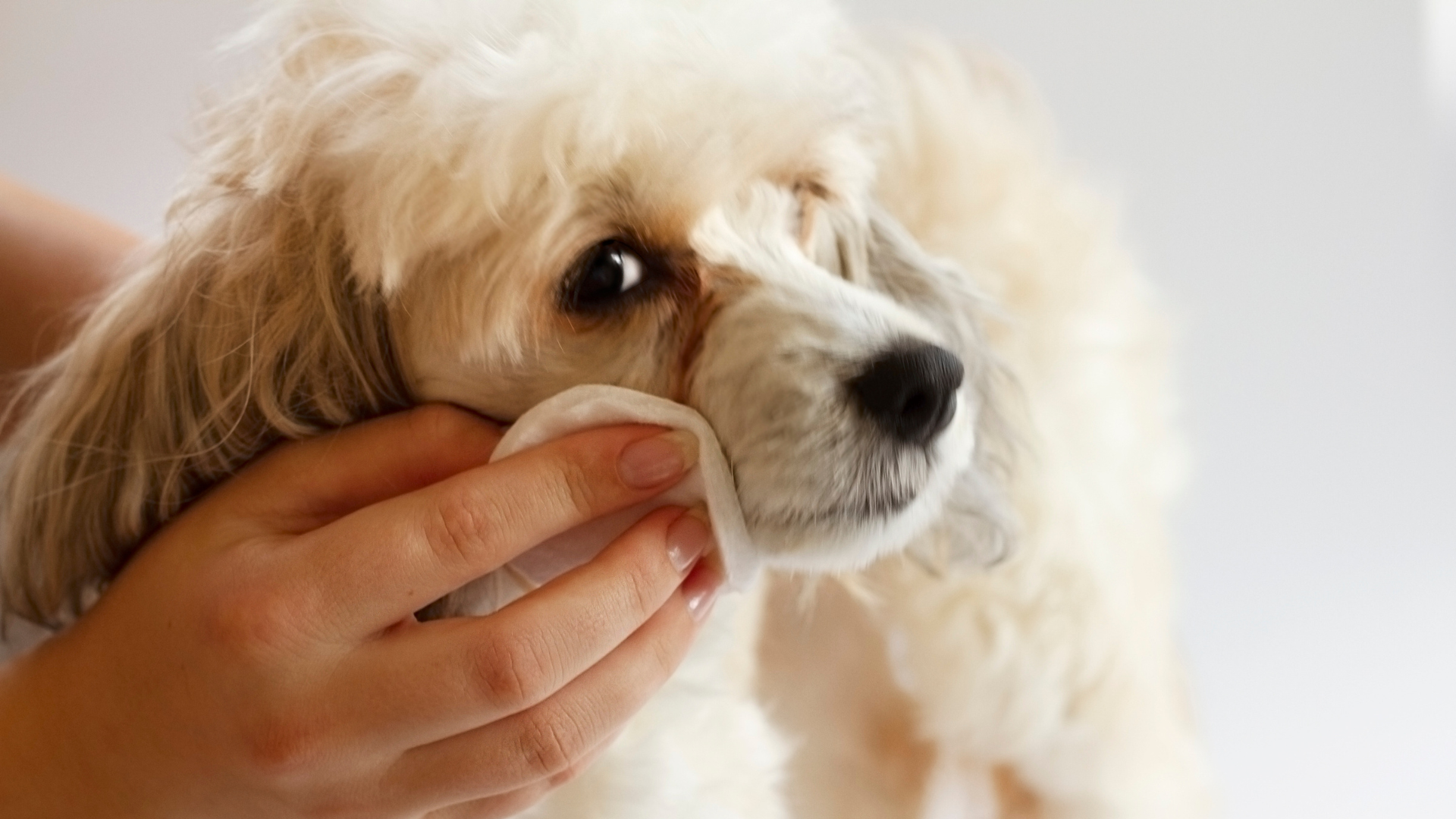 how to prevent dog tear stains