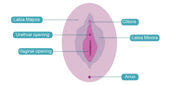 Vulval anatomy