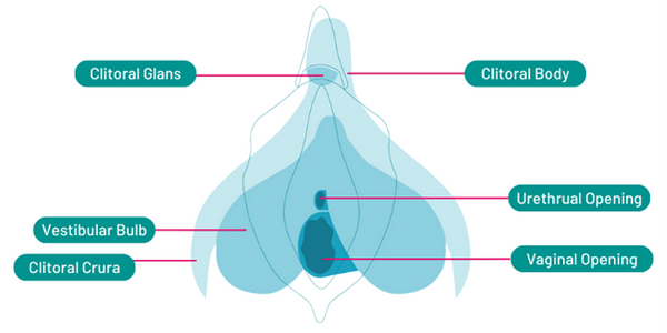 Clitoral anatomy