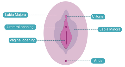 Vulval anatomy