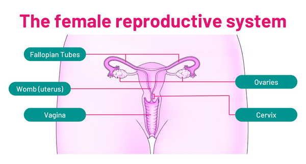 Female reproductive system