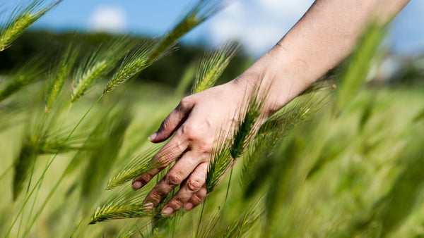 Hand waving through long, tall grass