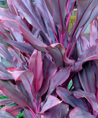 Cordyline fruiticosa