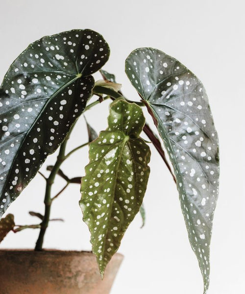 Potted Begonia maculata with dotted leaves displayed indoors