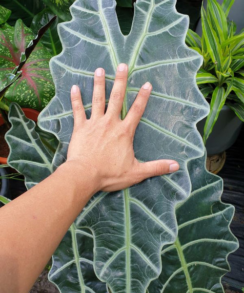 A giant Polly leaf contrasting in size to a man's hand.