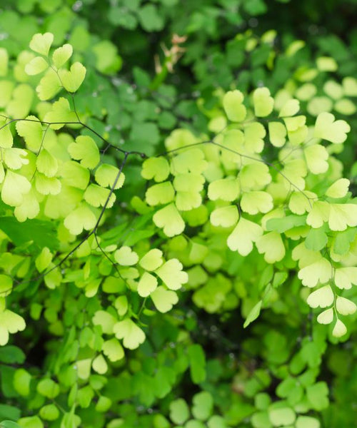 Tiny club-shaped light green leaves on a fine black stem.