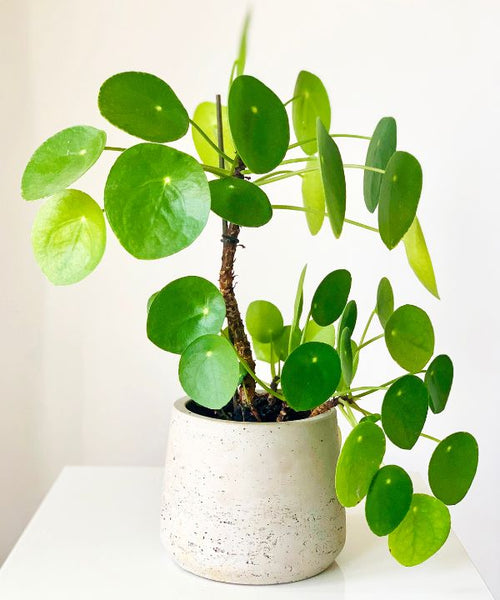 Pilea plant