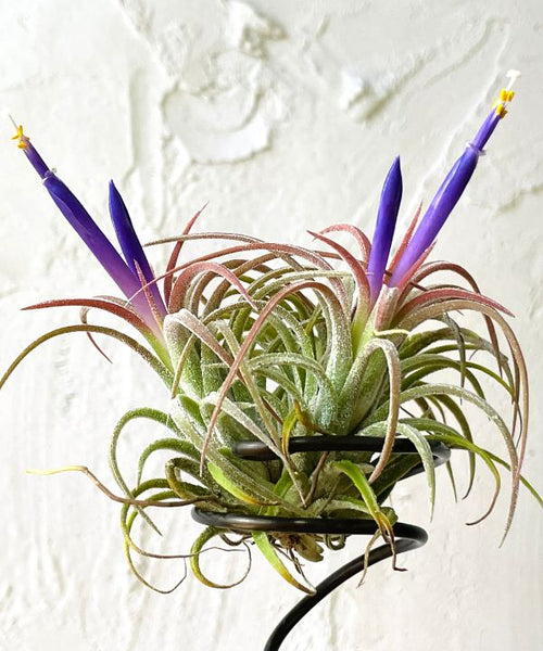 Air Plant with flowers