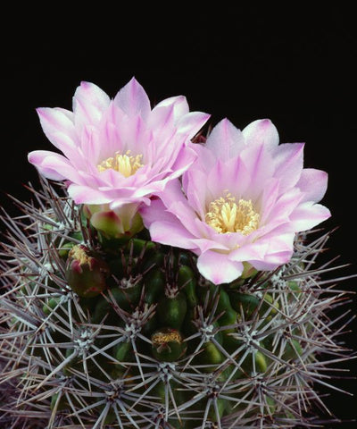 Chin Cactus with spherical shape and unique ribbed patterns