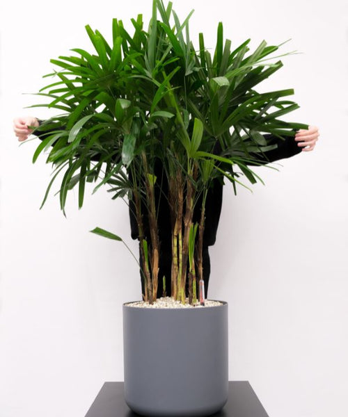 A Lady Palm plant displayed in a grey garden pot