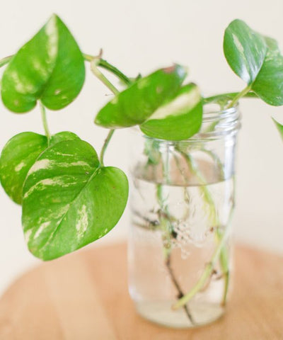 Propagating a pothos in water