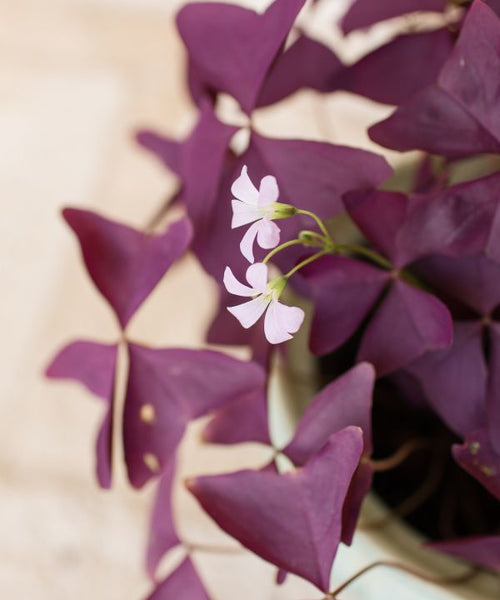 A delicate purple bell-shaped flower surrounded by deep purple triangular-shaped leaves.