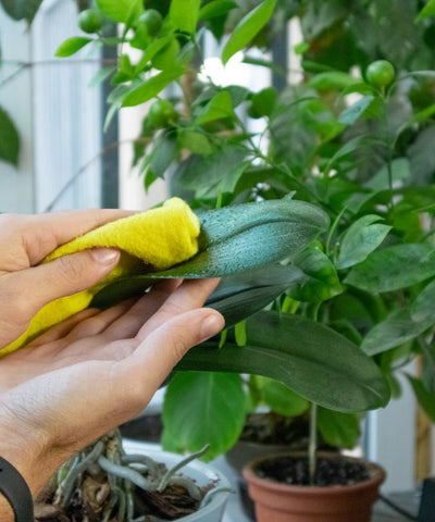 Cleaning plant leaves