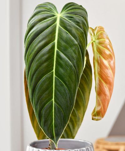 Black-gold philodendron