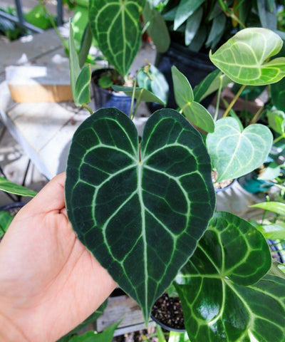A gardener is displaying a leaf of a Anthurium Crystallinum plant.
