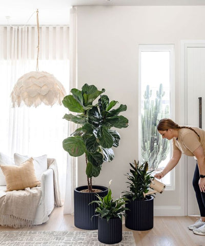 A fiddle leaf fig in a cluster of Rosie pots