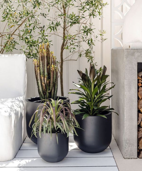 A cluster of black pots enhances the appearance of stunning green and purple-tinged plants.