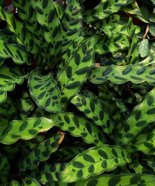 A abundant foliage of a long-oval shaped leaf with a wavy texture and dark green spotted patterning.