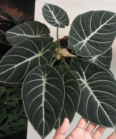 Thriving Black Velvet plant in a pot.