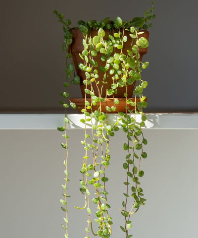 String of Turtles (Peperomia prostrata) is a unique and captivating houseplant