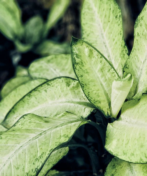 Lime green coloured Dumb Cane Plant. 