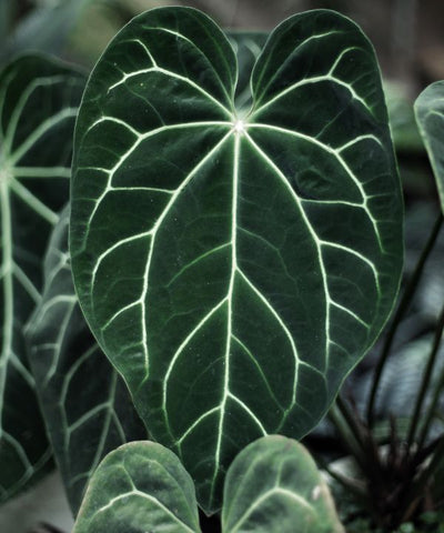 Anthurium Crystallinum has glossy, heart-shaped leaves and a velvety texture, this tropical gem is a showstopper.